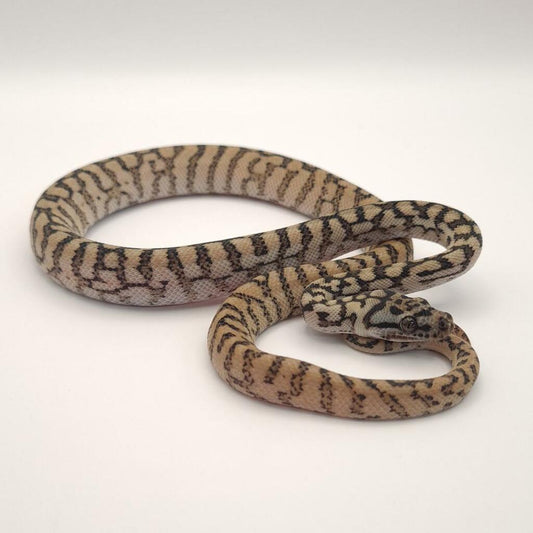 Silver Pepper Jag Carpet Python