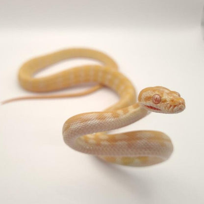 Caramel Albino Carpet Python