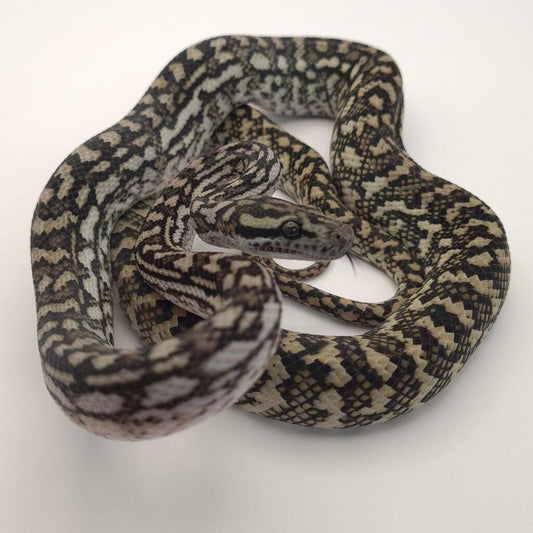 Silver Pepper Carpet Python