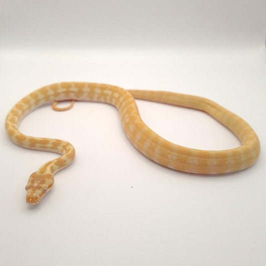 Caramel Albino Carpet Python
