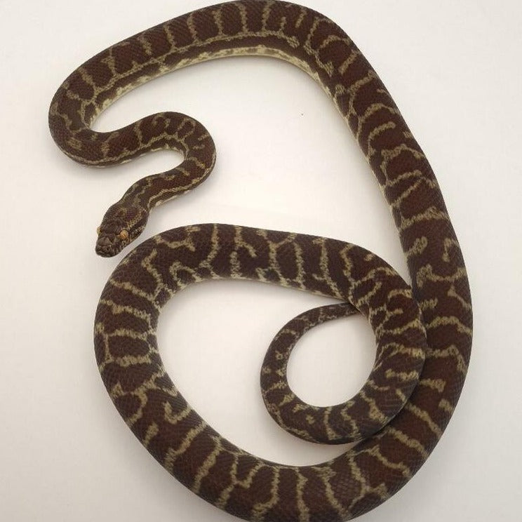Pilbara Pinstripe Stimson's Python