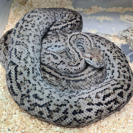 Silver Pepper Carpet Python