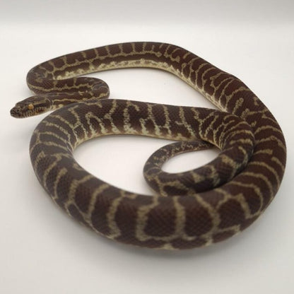 Pilbara Pinstripe Stimson's Python