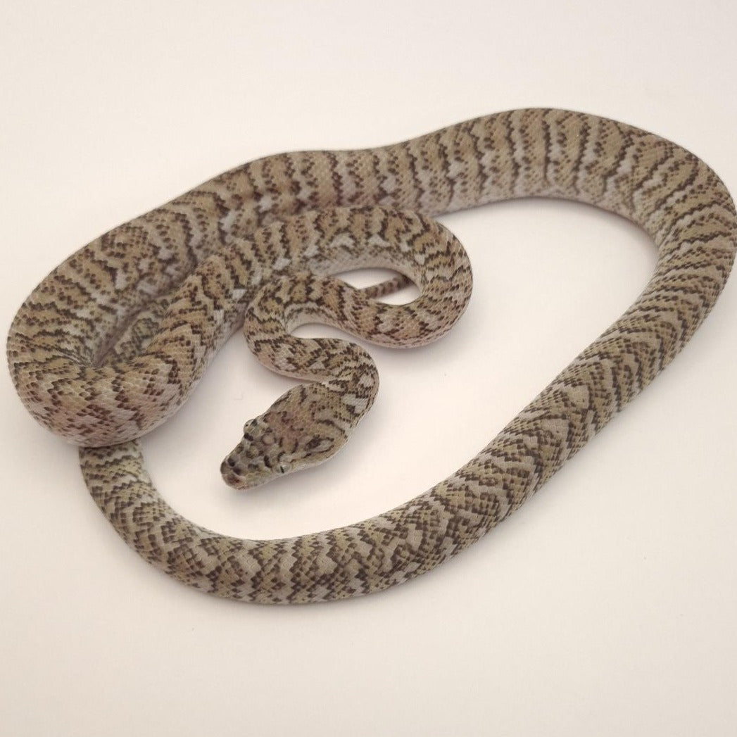 Caramel Axanthic (Ghost) Carpet Python